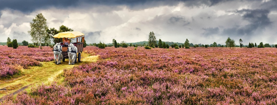 Enjoy nature on a horse-drawn carriage ride