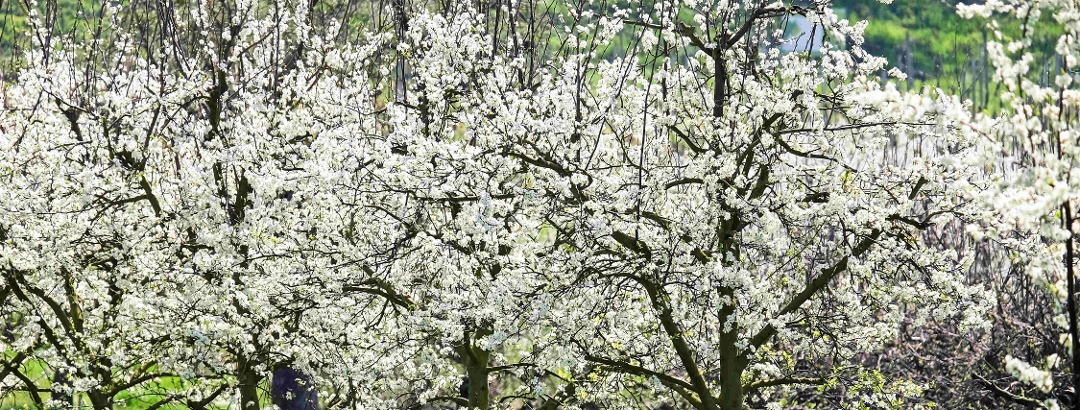 Spring in the Kaiserstuhl: Blossoming cherry trees