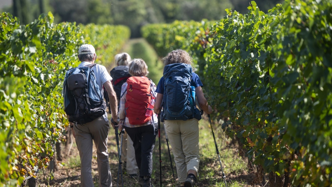 Randonneurs à travers le vignoble Château Rousset à Gréoux-les-Bains